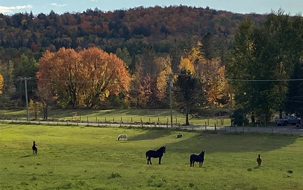 chevaux